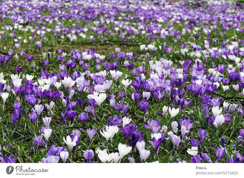 Für Airene mit ein bisschen Farbe Krokusse Stadt Blühend Pflanze Natur Blüte Blume Frühling Blumen