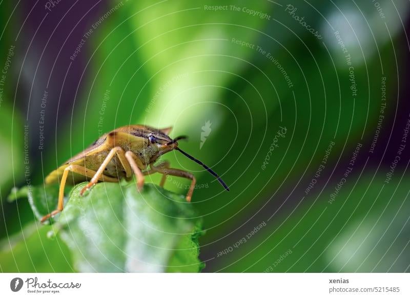 Wanzenmakro vor Grün grün Makroaufnahme Tier Insekt Wildtier Nahaufnahme Detailaufnahme Pflanze Schwache Tiefenschärfe Tierporträt Garten Fühler Insektenbein