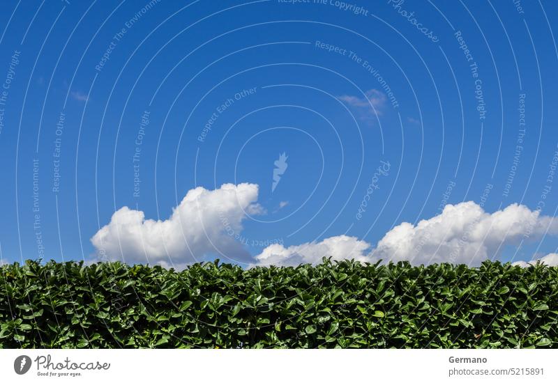 Hecke zurückgeschnitten Arbeiter Hintergrund Ast Buchse Sträucher Schneiden Gerät Zaun Garten Gärtner Gartenarbeit grün Wachstum Hecken vereinzelt