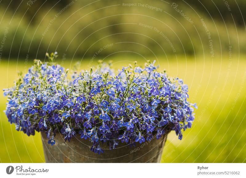 Lobelia erinus ist eine einjährige Pflanze, die den ganzen Sommer über und bis weit in den Herbst hinein bis zu den ersten strengen Frösten massenhaft Blüten hervorbringt.