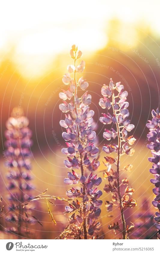 Wild Flowers Lupine In Summer Meadow At Sunset Sunrise. Lupinus, allgemein bekannt als Lupine oder Lupine, ist eine Gattung von blühenden Pflanzen in der Familie der Hülsenfrüchtler, Fabaceae