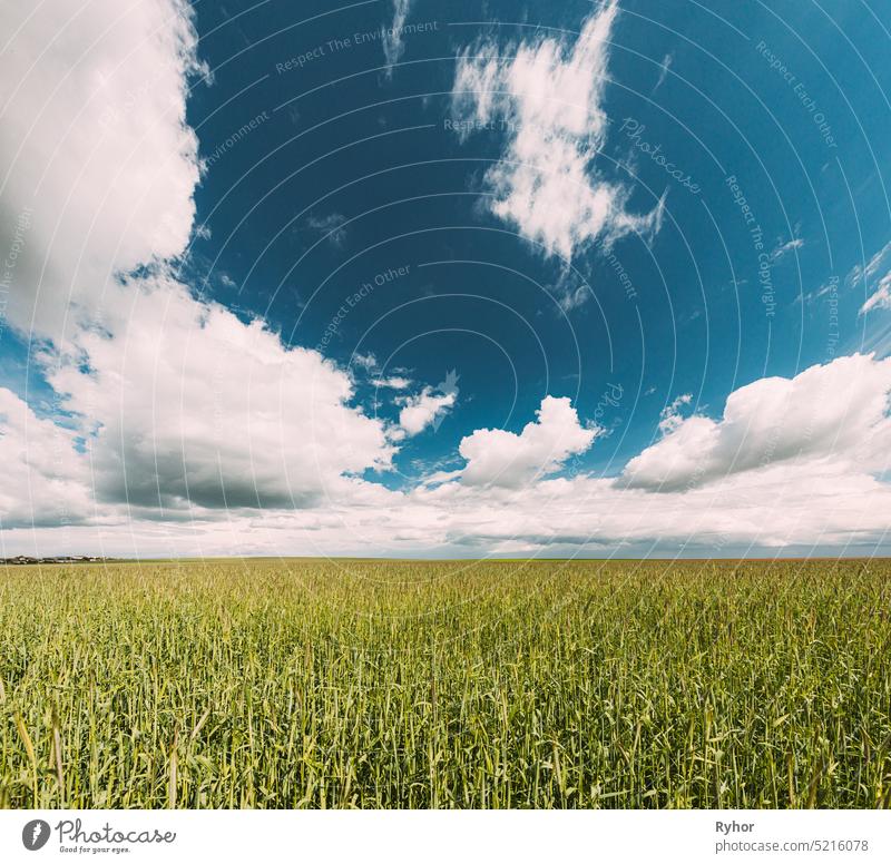 Countryside Rural Field Landschaft mit jungen Weizensprossen im Frühling sonnigen Tag. Landwirtschaftliches Feld. Junge Weizensprossen landwirtschaftlich