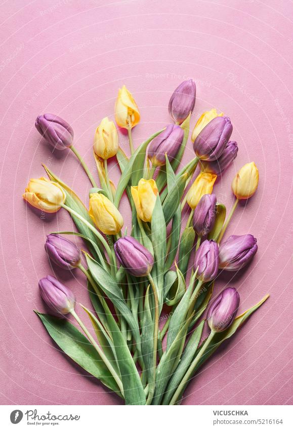 Lila und gelbe Tulpen Strauß auf rosa Hintergrund, Ansicht von oben purpur Haufen Draufsicht Textfreiraum Muttertag Ordnung Überstrahlung Natur geblümt