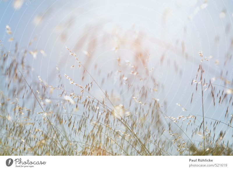 Sommerliche Leichtigkeit Umwelt Natur Himmel Wolkenloser Himmel Sonne Schönes Wetter Unwetter Wind Pflanze Gras Sträucher Wildpflanze Wiese Feld Glück hell nah