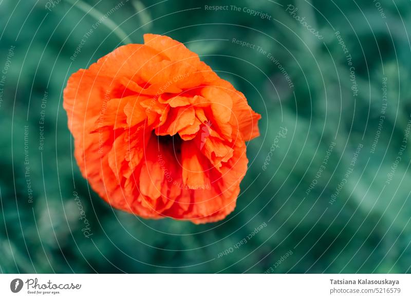 Nahaufnahme des selektiven Fokus einer roten Klatschmohnblüte Papaver, die im späten Frühjahr auf einem Feld blüht Mohn abschließen Blumen Blütezeit