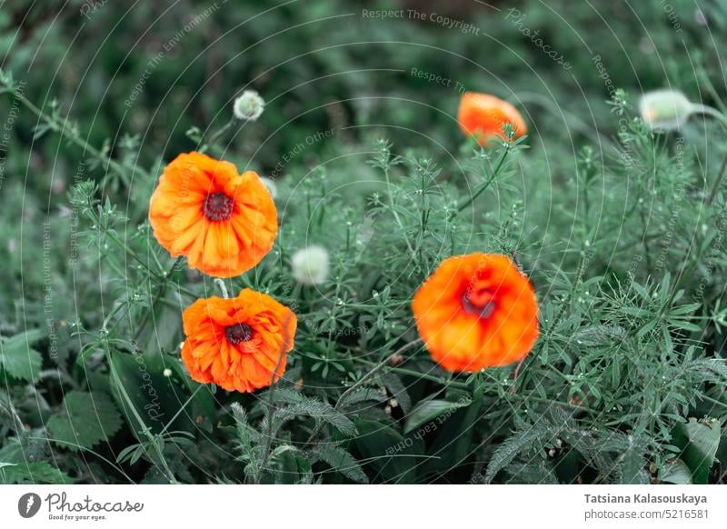 Der Mohn ist eine Blütenpflanze in der Unterfamilie der Papaveroideae der Familie der Papaveraceae. Mohn ist eine krautige einjährige, zweijährige oder kurzlebige mehrjährige Pflanze. Einige Arten sind monokarp und sterben nach der Blüte ab.