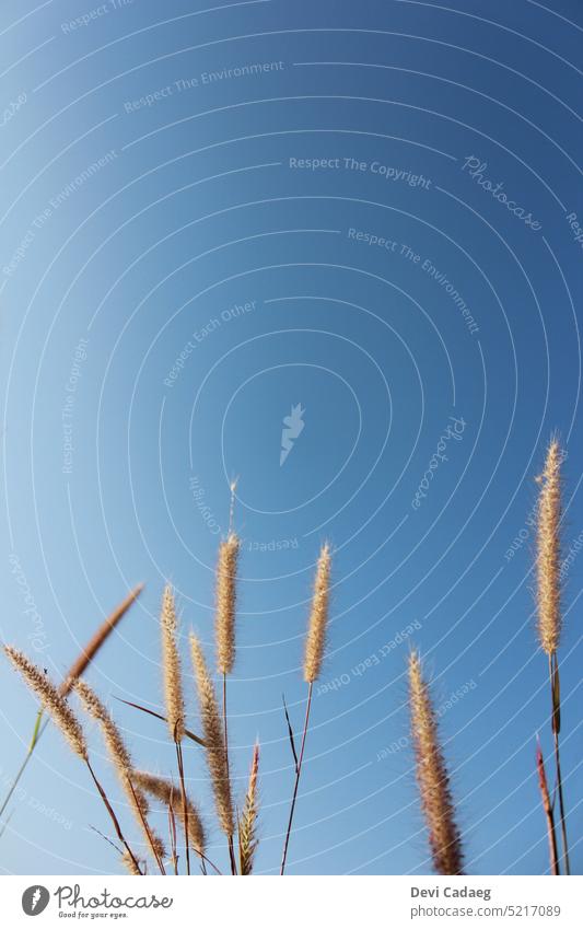 Schöner Himmel und Gräser am Morgen des Sommers #natur #Der Himmel #outdoors #Landschaft