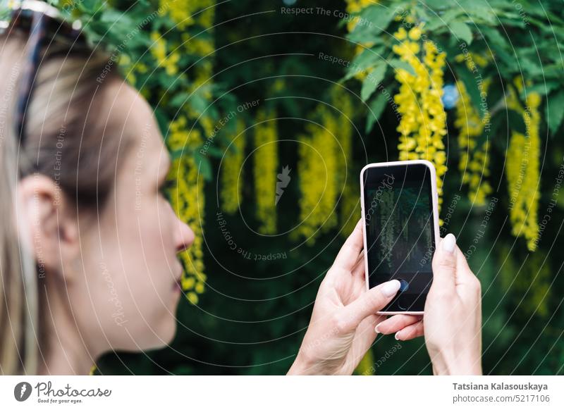 Eine Frau fotografiert mit ihrem Smartphone die gelben Blüten des blühenden Goldregen (Laburnum anagyroides). Sommer Menschen Person Blumen Erwachsener