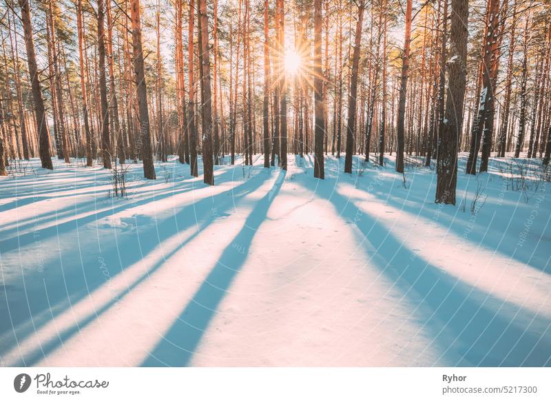 Beautiful Blue Shadows From Pines Trees In Motion On Winter Snowy Ground. Sonne Sonnenschein im Wald. Sonnenuntergang Sonnenlicht leuchtet durch Kiefer Greenwoods Woods Landschaft. Schnee Natur