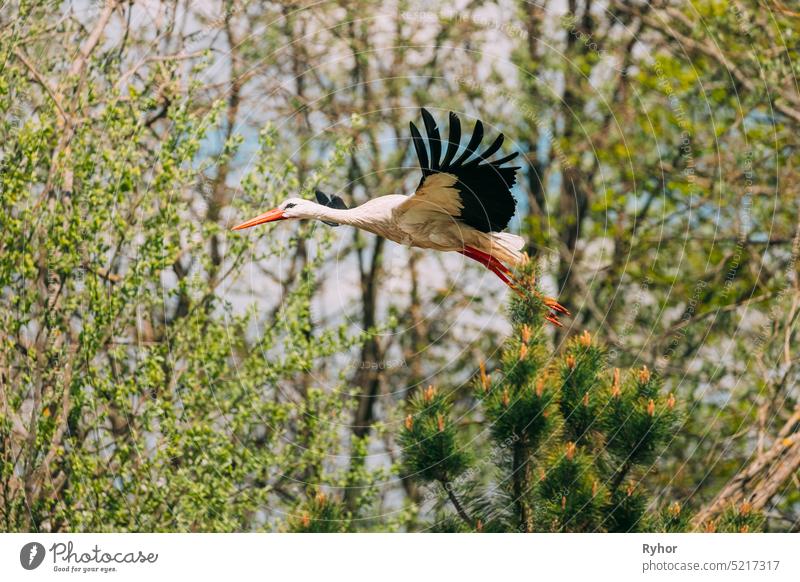 Ausgewachsener Europäischer Weißstorch Fliegend gegen grüne Wälder. Ciconia Ciconia. Tier schön weißrussland Vogel Vogelkunde ciconia ciconia ciconia Osteuropa