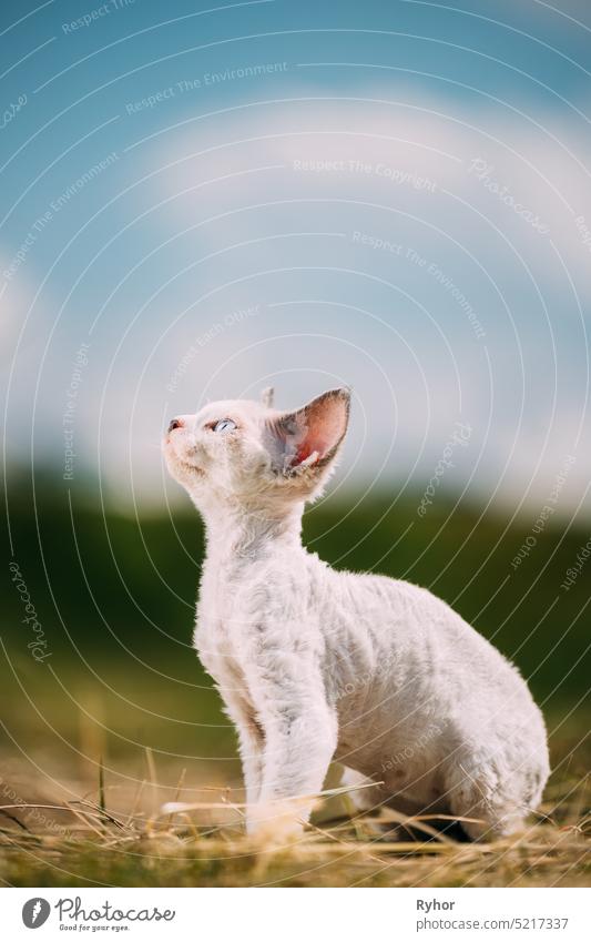 Süße Devon Rex Katze Lustig Neugierig Junges Weißes Devon Rex Kätzchen Im Gras. Kurzhaarige Katze der englischen Rasse. Very Small Lovely Pets Lovely Cats