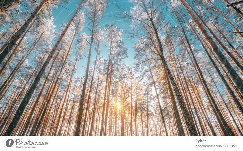 Sonnenuntergang Sonnenaufgang Sonnenschein in sonnigen Winter verschneiten Nadelwald. Sunlight Through Woods In Winter Forest Landscape. Schnee cool Sonnenlicht