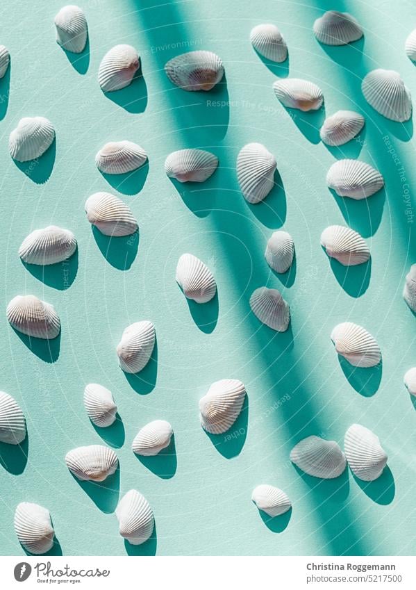 Weiße Muscheln auf türkisfarbenem Hintergrund Sommer Sommerzeit sommerlich Sommergefühl Sommerurlaub Strandleben Badeurlaub Urlaub Urlaubsstimmung