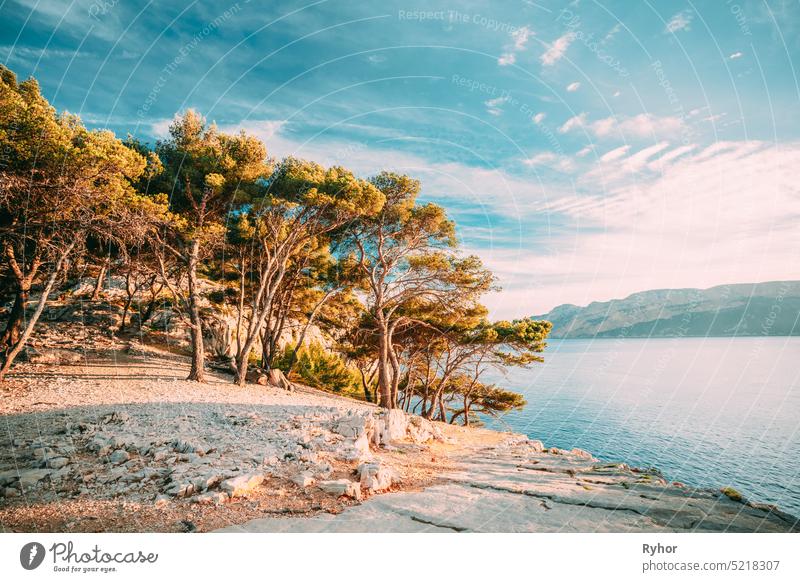 Cassis, Calanques, Frankreich. Französische Riviera. Schöne Natur der Cote De Azur an der Azurblauen Küste Frankreichs. Kiefern wachsen auf hohen Klippen Europa