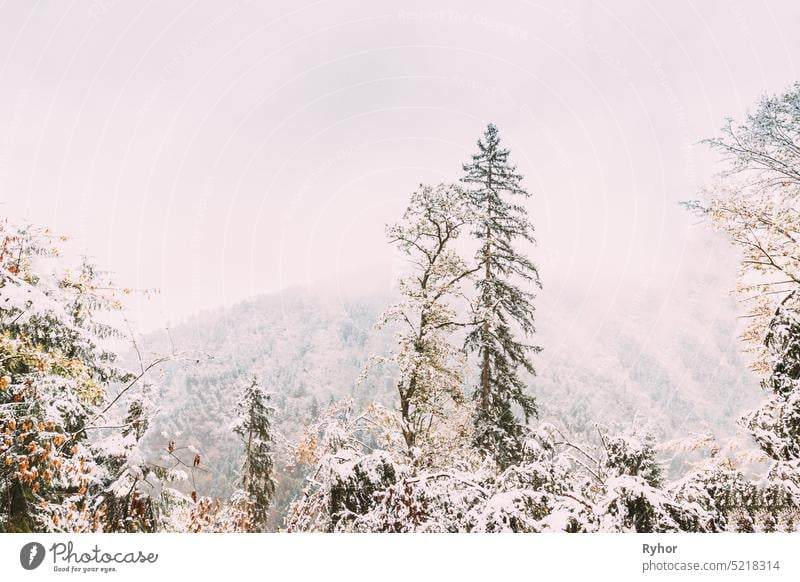 Pine Growing On Rocky Slope Of Mountains. Erster Schnee und Schneefall über Felsen und Wald Winter Naturlandschaft Borjomi Borjomi-Hochebene Naturschutzgebiet