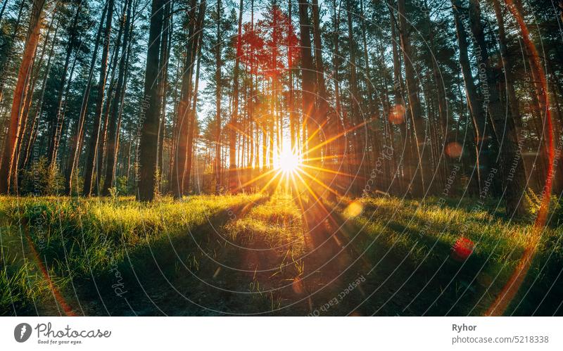 Beautiful Sunset Sunrise Sunshine In Sunny Summer Coniferous Forest. Sonnenlicht Sonnenstrahlen durch Wälder in Waldlandschaft Natur Sonnenschein Sommer Kiefer