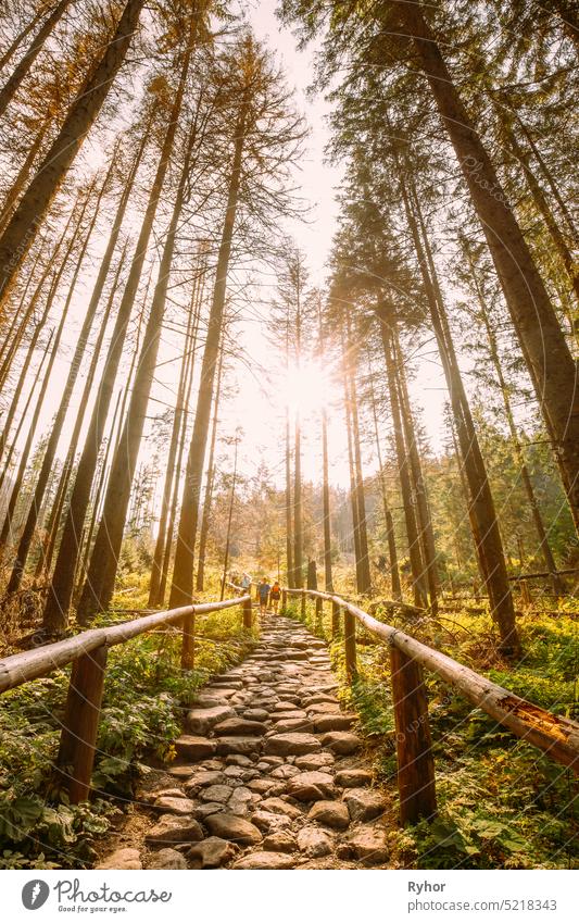 Tatra-Nationalpark, Polen. Wanderwege im Sommer Tatra-Gebirge Waldlandschaft. Beautiful Scenic View of European Nature In Sonnenuntergang Sonnenaufgang. TPN