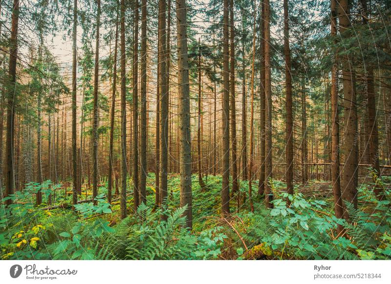 Tatra-Nationalpark, Polen. Sommer Berge Waldlandschaft. Schöne hohe Kiefernwälder. Weltnetz der Biosphärenreservate der UNESCO schön Nadelwald Europa Wurmfarn