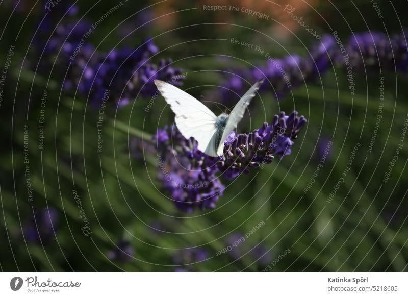 Schmetterling am Lavendel Lavendelblüte Lavendelblüten lila violett Weißling Weißlinge Weisslinge. Schmetterling Lavendelfeld Blüte Blume Heilpflanzen