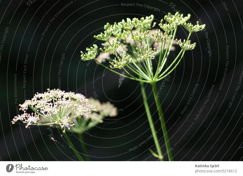 Blütendolde mit einem hauch von Spinnenseide Blume Pflanze Natur Spinnennetz Blühend Doldenblüte Doldenblüher Blütezeit gewächs Wildpflanze Naturliebe natürlich