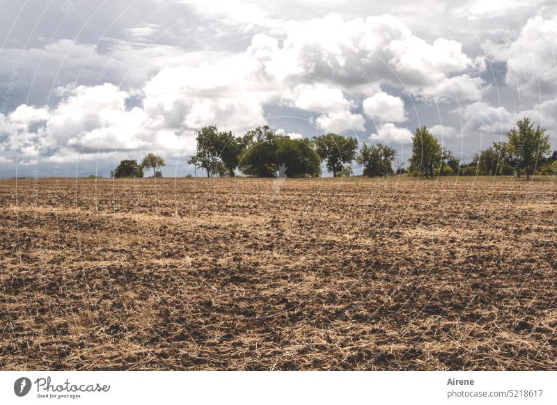 zum Eierthema | Das bisschen Wald macht's Kraut auch nicht fett. Landwirtschaft schlechtes Wetter Ackerbau Freiland braun trist dunkel Feld Erde Ernte Baum