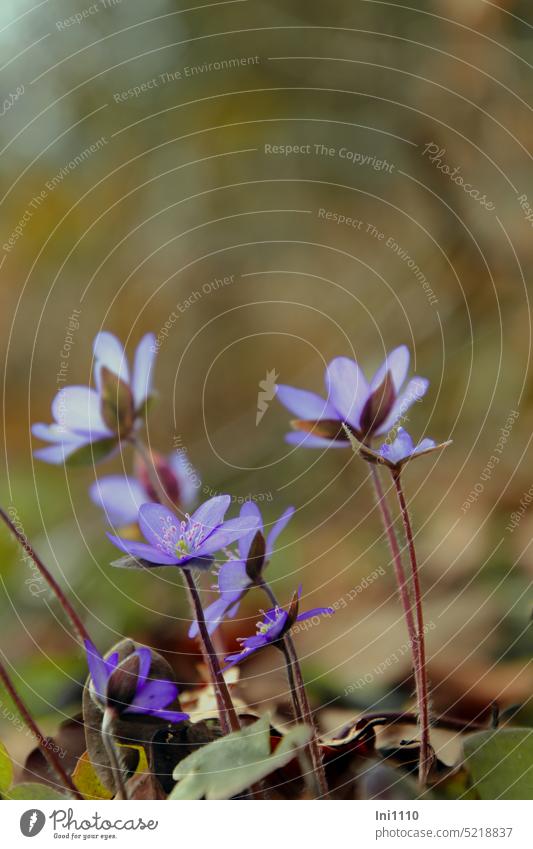 Leberblümchen Frühling Blume Wildpflanze Hahnenfußgewächs Anemone hepatica Naturschutz geschützte Pflanze Waldboden Kalk-Höhenzug Teutoburger Wald Blüten zart