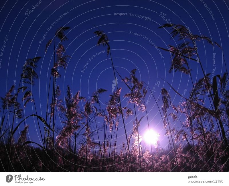 Tag.am.See.3 Gegenlicht Gewässer Schilfrohr ruhig Erholung träumen Sonne Schweden Natur blau