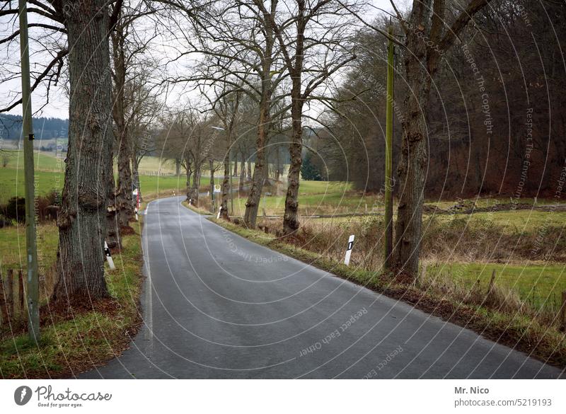 Landstraße leere Straße Roadmovie Asphalt Straßenverkehr Fahrbahn unterwegs Straßenrand Wege & Pfade Verkehrswege außerorts Baum Landschaft on the road