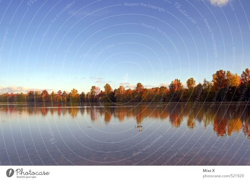 Horizont Umwelt Natur Landschaft Wolkenloser Himmel Herbst Schönes Wetter Baum Wald Küste Teich See Stimmung ruhig Erholung Idylle Wasserspiegelung Waldrand