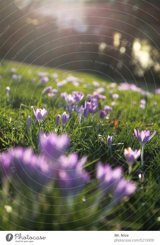 Frühlingsleuchten Krokusblüten Blütenblätter blühend violett Natur lila Blumen Krokusse Pflanze Frühlingskrokus Frühlingsblume Park Waldwiese Gras