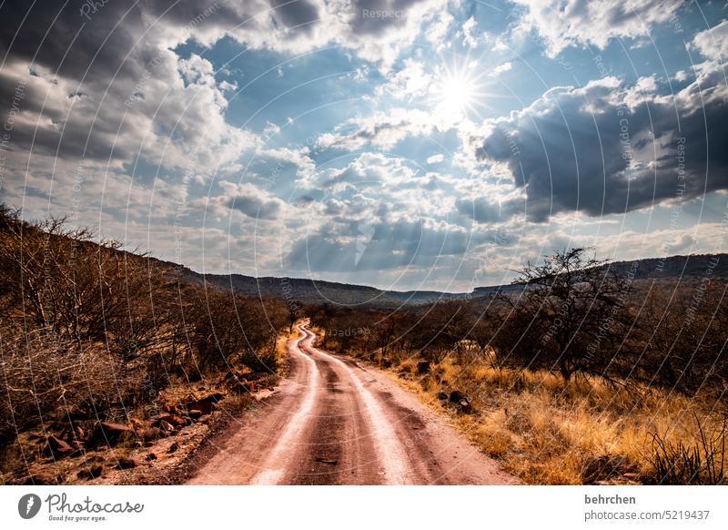 wege finden Waterberg Wärme Baum Außenaufnahme Afrika Namibia Landschaft Ferne Fernweh Ferien & Urlaub & Reisen Sonnenlicht besonders traumhaft Himmel Natur