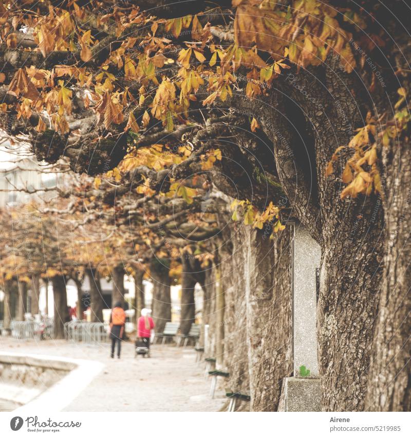 vom Weg nicht abweichen Wege & Pfade ruhig Herbst Baum Fußweg trüb still Stille Ruhe Seeufer Herbstlaub kalt braun Kastanienbaum Allee vorwärtsgehen langsam