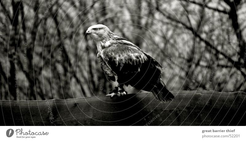 Raubvogel Vogel Schnabel Dieb Bussard Tier Feder Auge