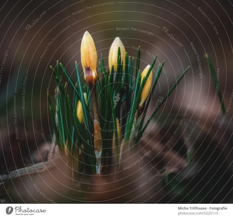 Krokusse Blume Blüte Blatt Gras Wiese Stengel Frühling Frühlingsboten Frühlingsblume Frühblüher Frühlingstag Blühend Blütenblatt Jahreszeiten Sonnenlicht