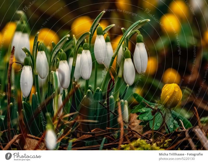 Schneeglöckchen und Winterlinge Blume Blüte Blatt Gras Wiese Stengel Blütenblatt Blühend Frühling Frühlingsboten Frühlingsblume Frühblüher Frühlingstag