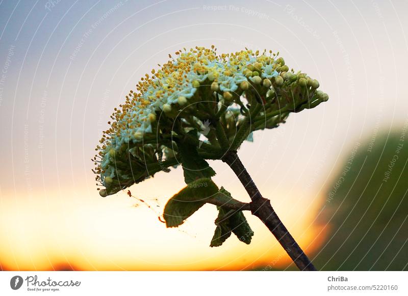 Frühlingsblüte im Sonnenuntergang weiß Makroaufnahme grün gelb Blühend Blüte Blume Pflanze Natur Detailaufnahme Nahaufnahme Blütenblatt schön Außenaufnahme