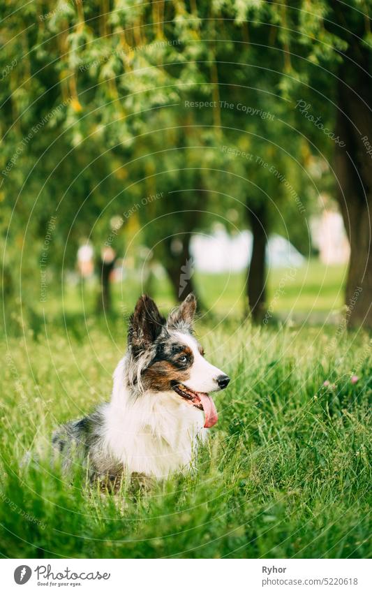 Funny Blue Merle Cardigan Welsh Corgi Dog Sitting In Green Summer Grass Under Tree Branches In Park. Welsh Corgi ist eine kleine Art von Hütehund, die in Wales entstanden ist