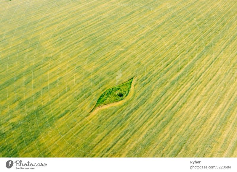 Luftaufnahme von kleinen grünen natürlichen Insel mit grünem Gras im Sommer Feld, Sommer Wiese. Schöne grüne Gras ländliche Landschaft in der Vogelperspektive