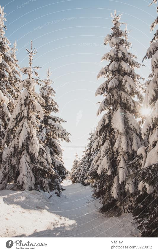 Spaziergang durch ein Naturschutzgebiet während der Wintersaison bei Sonnenaufgang in den Beskiden, Tschechische Republik. Atemberaubender Blick auf die goldenen Strahlen der Sonne, die den Wanderweg beleuchten