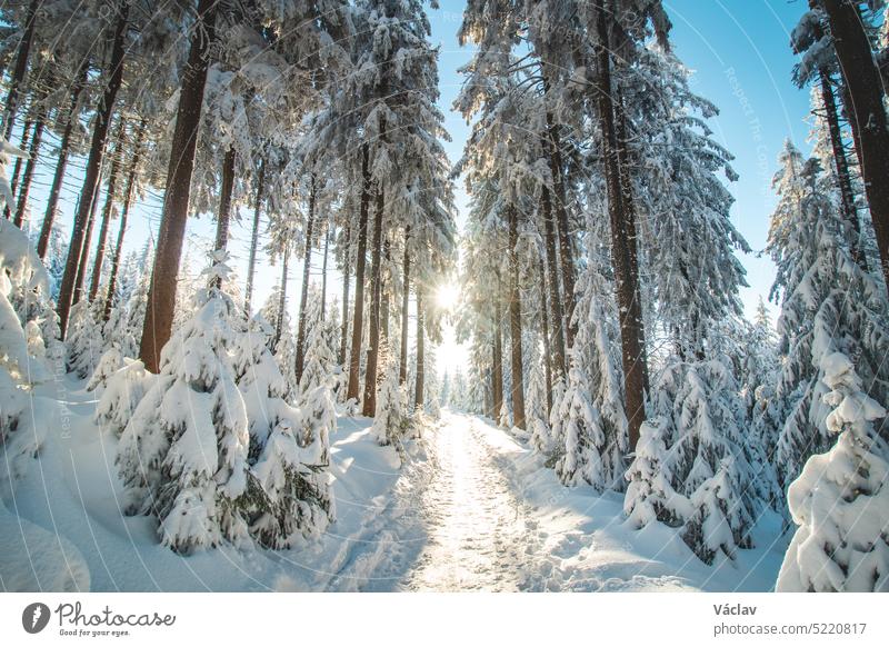 Spaziergang durch ein Naturschutzgebiet während der Wintersaison bei Sonnenaufgang in den Beskiden, Tschechische Republik. Atemberaubender Blick auf die goldenen Strahlen der Sonne, die den Wanderweg beleuchten