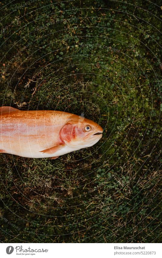 Goldene Forelle liegt auf Gras Natur Fisch Fischereiwirtschaft fischen Goldener Fisch Wasser Fischen fangen Angeln See Angler grasbewachsen Freizeit & Hobby