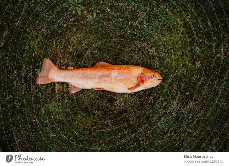 Goldene Forelle auf Gras liegend Fisch fischen Natur frisch Angeln Wasser fangen Freizeit & Hobby Angler See Fischen Fluss Fischer grasbewachsen grasgrün