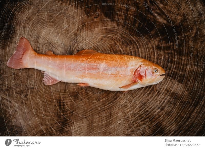 Goldene Forelle auf Baumstamm Fisch Natur fischen Angler Angeln Fischen fangen Wasser See Fischer schwimmen Goldener Fisch