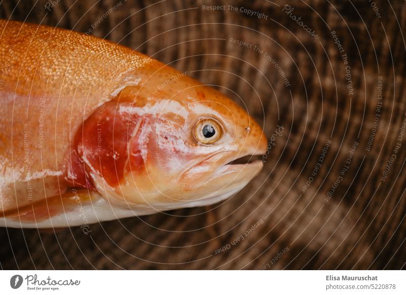 Goldene Forelle Fisch atmen Tier Nahaufnahme Natur Wasser Angeln Ernährung fangen Tierporträt Tiergesicht See Teich fischen Angler Fischer Meer Lebensmittel