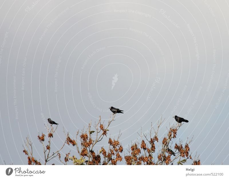 Wipfeltreffen... Umwelt Natur Pflanze Tier Himmel Herbst Baum Blatt Zweig Wildtier Vogel Rabenvögel 3 beobachten sitzen dehydrieren warten authentisch einfach