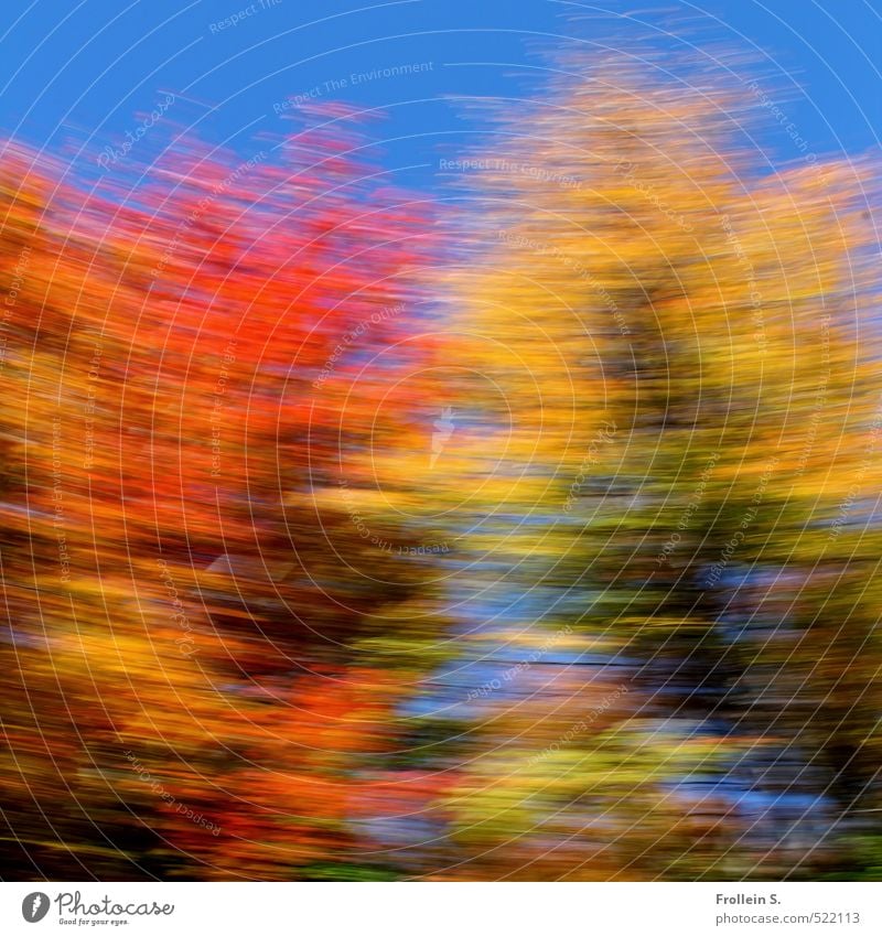 Tanz | Indian Summer Dance Wolkenloser Himmel Herbst Schönes Wetter Baum Blatt Laub Ahorn Wald Waldrand drehen wild blau mehrfarbig gelb gold orange Euphorie