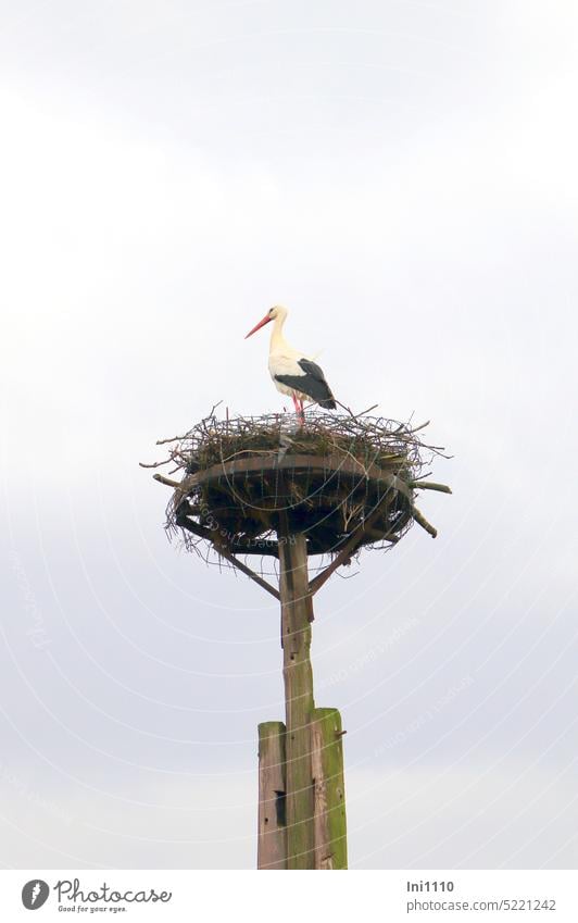 altes Wagenrad dient als Storchennest Naturschutz Storchenschutz Nisthilfe Konstruktion Masthorst Gestell Holzgestell Horst Nest aus Zweigen Draht Vogel