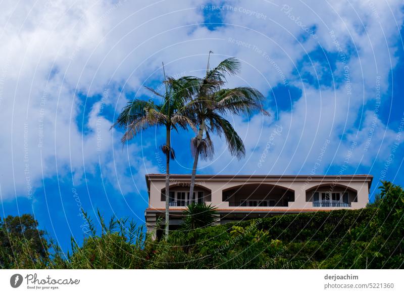 Palmen vor dem Haus. Himmel Außenaufnahme Sommer Ferien & Urlaub & Reisen exotisch Schönes Wetter Menschenleer Urlaubsstimmung grün Farbfoto Palmenwedel Pflanze