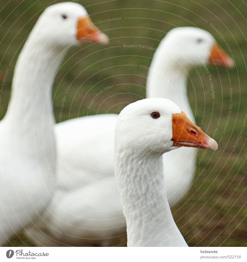 Gans aufmerksam Gras Wiese Tier Haustier Nutztier Vogel Tiergesicht 3 Tiergruppe weiß Ente Schnabel Feder Tierhaltung Viehhaltung freilaufend Bioprodukte