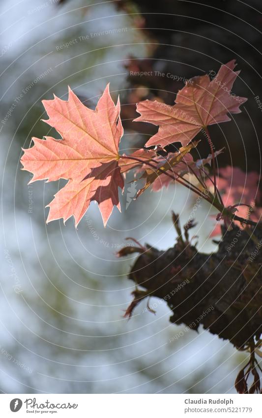 Zarte rosafarbene Ahornblätter im Gegenlicht ahornblätter Ahornblatt Blatt Natur Baum Außenaufnahme Frühling Frühlingserwachen Baum im Frühling frische Blätter